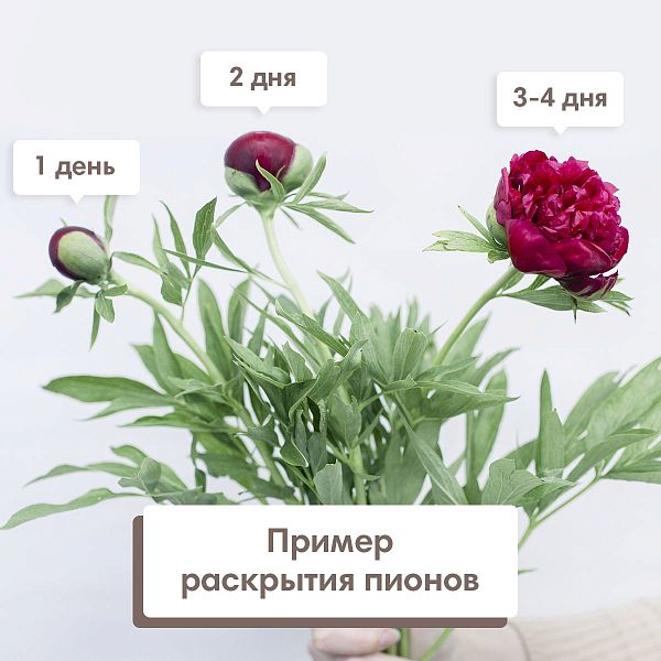 Букет в розовой шляпной коробке Amour Mini из 21 бордового пиона Standart Plus