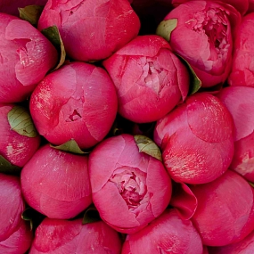 Букет из 15 ярко-розовых пионов Premium в розовой пленке