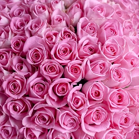 Букет из 101 розовой розы (Кения) 40 см Standart