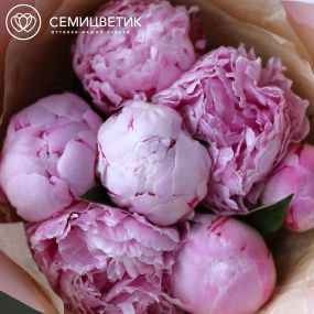 Букет из 7 розовых пионов Standart Plus