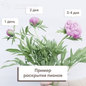 Букет из 7 розовых пионов Standart Plus