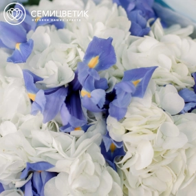 Букет из 3 белых гортензий и 10 синих ирисов в голубой пленке