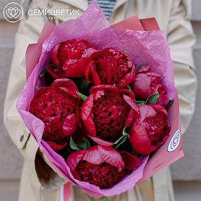 Букет из 7 бордовых пионов Premium