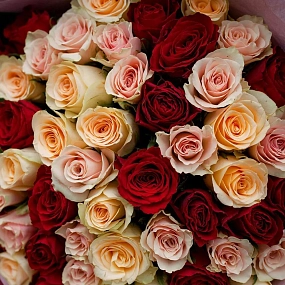 Букет из 51 кремовой, нежно-розовой и красной розы 40 см (Кения) в голубой пленке