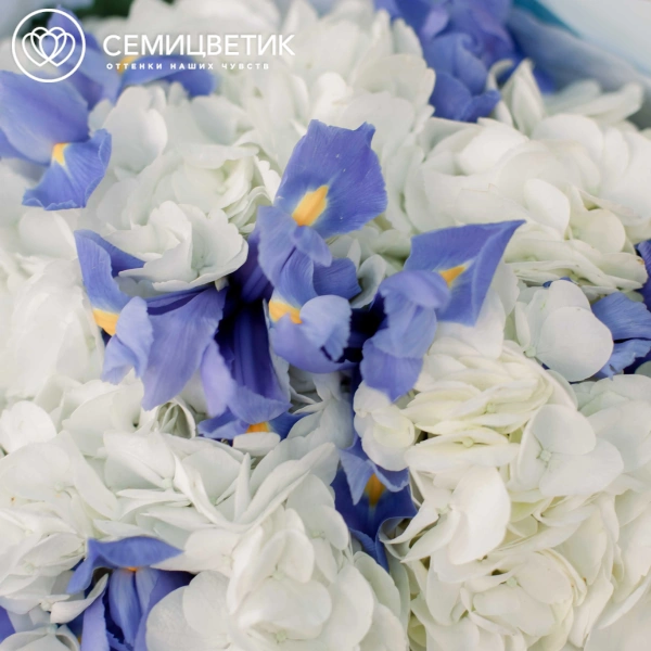 Букет из 3 белых гортензий и 10 синих ирисов в голубой пленке