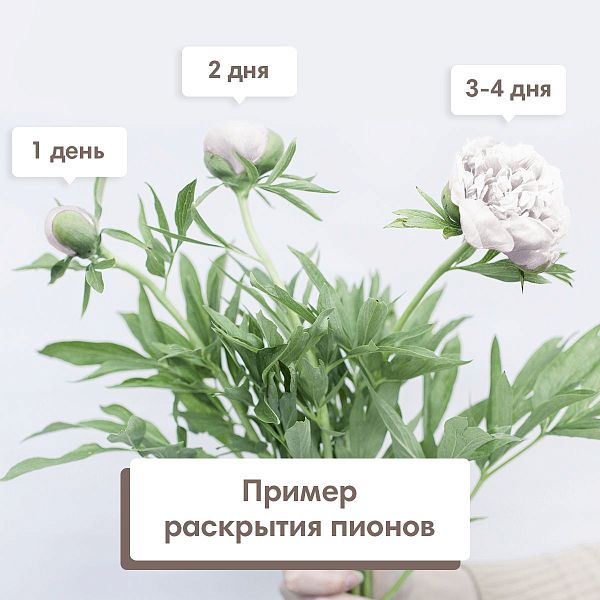 Букет в бежевой шляпной коробке Amour из 51 розового пиона Standart