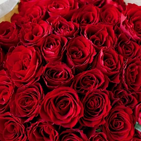 41 красная роза (Кения) 40 см Standart