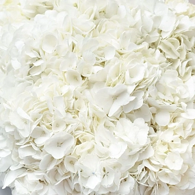 Букет из 15 белых гортензий в прозрачной пленке