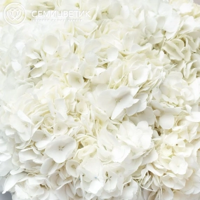 Букет из 15 белых гортензий в прозрачной пленке