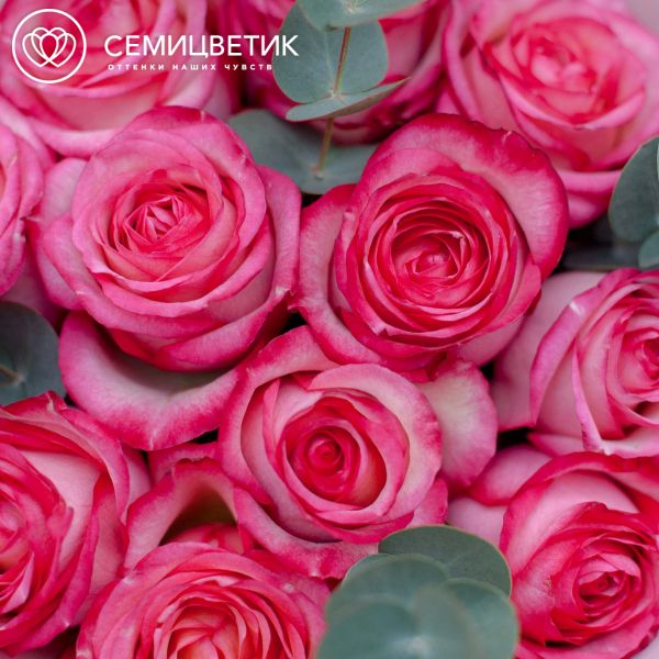 Букет из 11 кремовых с розовой каймой роз (Эквадор) 50 см Caroussel с эвкалиптом