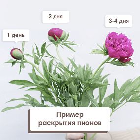 Букет из 15 ярко-розовых пионов Standart