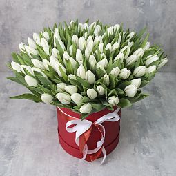 101 белый тюльпан в коробке