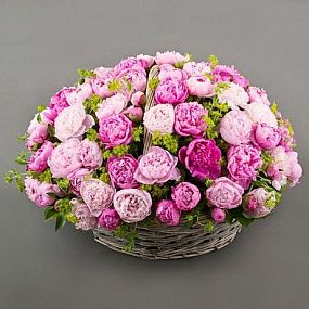 Пиона 51 шт розовые