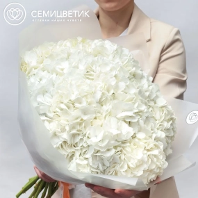 Букет из 15 белых гортензий в прозрачной пленке