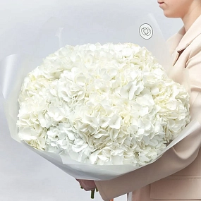 Букет из 15 белых гортензий в прозрачной пленке