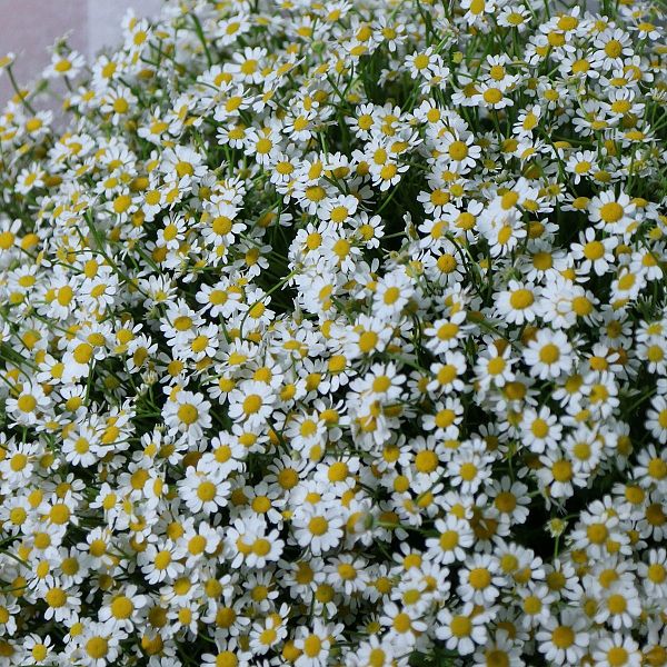 Букет полевых ромашек