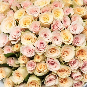 Букет из 101 кремовой и нежно-розовой розы 30 см (Кения) в голубой пленке