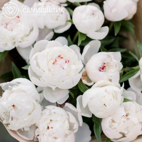 Букет из 15 нежно-розовых пионов Standart в кремовой пленке