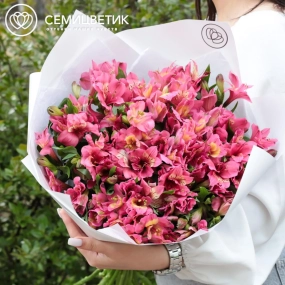 Букет из 23 малиновых альстромерий в белой пленке