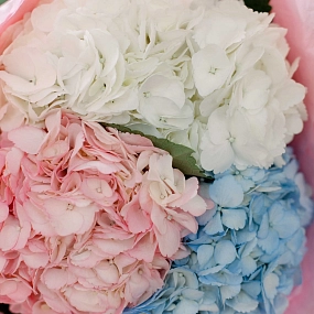 Букет из 3 гортензий микс в нежных тонах