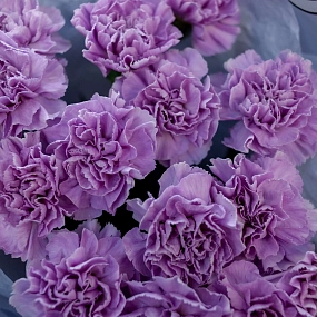 Букет из 15 сиреневых (лунных) гвоздик в голубой пленке