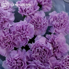 Букет из 15 сиреневых (лунных) гвоздик в голубой пленке