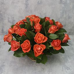 Корзина из 25 роз «Коралловые розы Вау с зеленью»