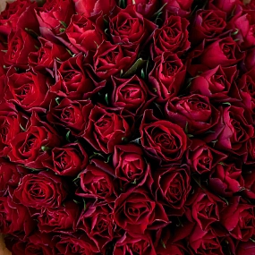 Букет из 75 красных роз 30 см (Кения) в кремовой пленке