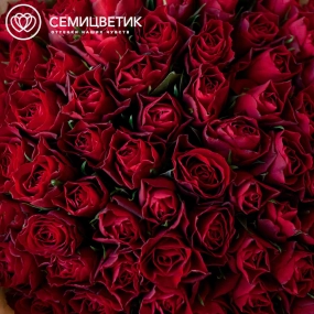 Букет из 75 красных роз 30 см (Кения) в кремовой пленке