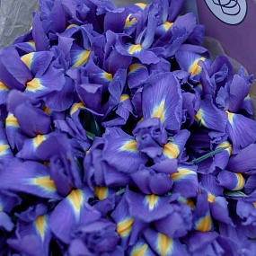Букет из 35 синих ирисов