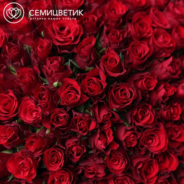 Букет из 151 красной розы 40 см (Кения)