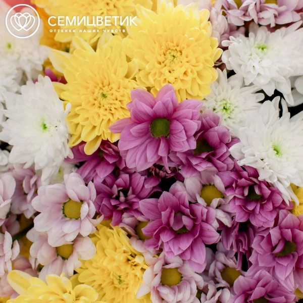 Букет из 11 кустовых хризантем микс в розовой пленке