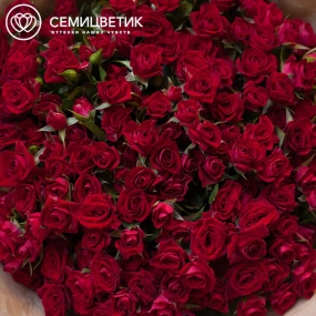 Букет из 51 красной кустовой розы 40 см (Кения) в бородовой пленке