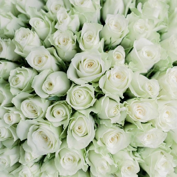 описание значения Букет из 101 белой розы (Кения) 40 см Standart